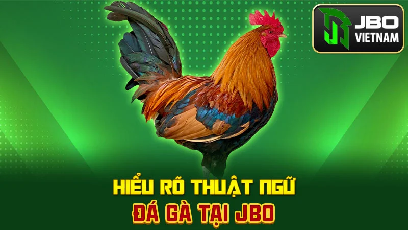 Hiểu rõ thuật ngữ đá gà tại JBO