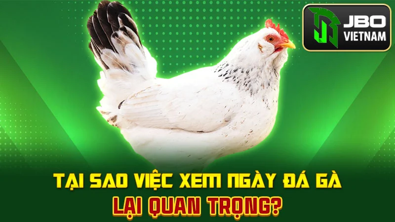 Tại sao việc xem ngày đá gà lại quan trọng?