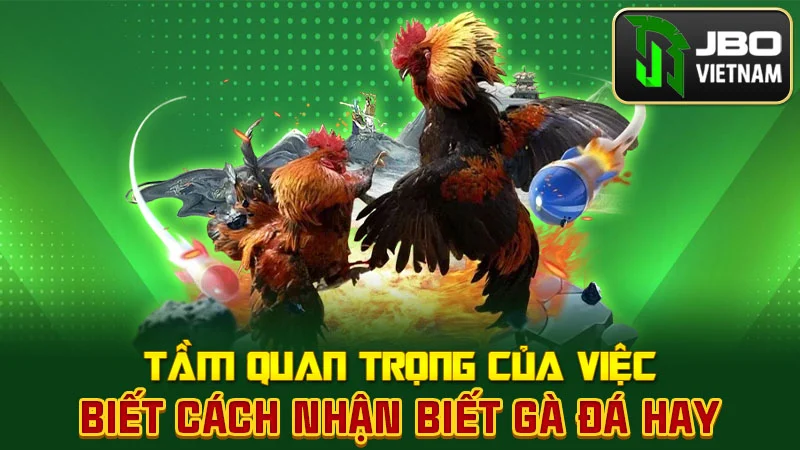 Tầm quan trọng của việc biết cách nhận biết gà đá hay