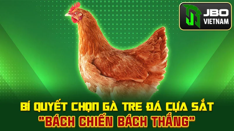 Bí quyết chọn gà tre đá cựa sắt "bách chiến bách thắng"
