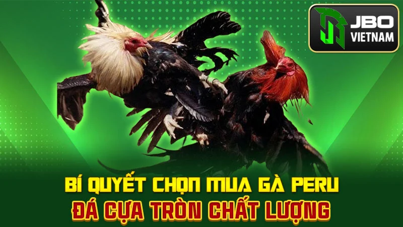 Bí quyết chọn mua gà Peru đá cựa tròn chất lượng