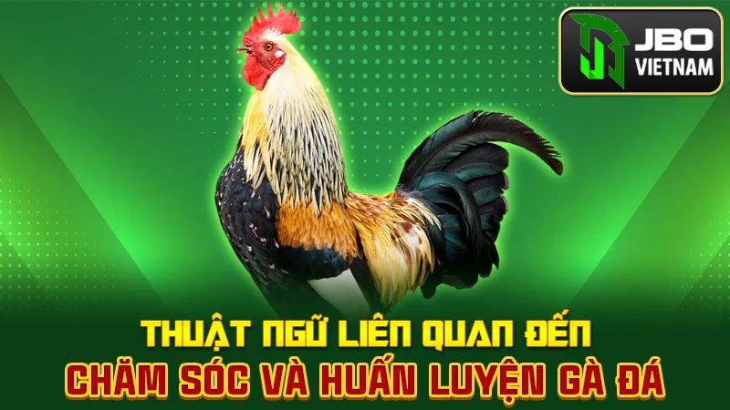 Thuật ngữ liên quan đến chăm sóc và huấn luyện gà đá