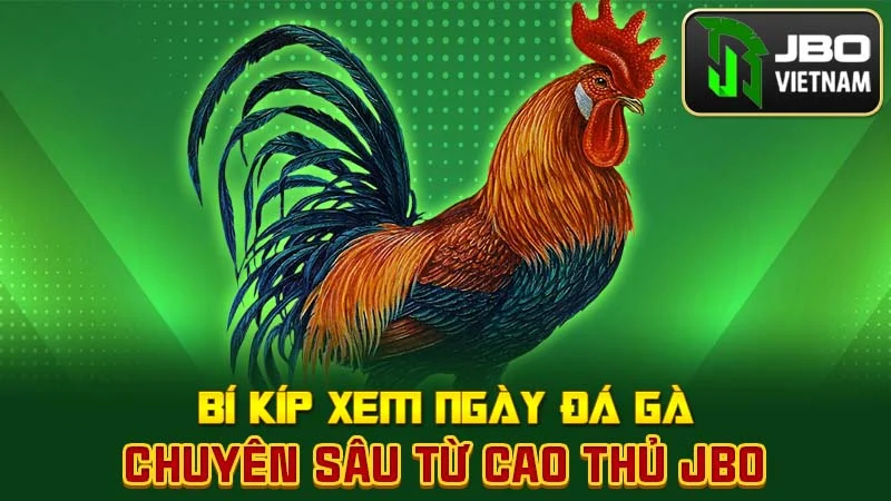 Bí kíp xem ngày đá gà chuyên sâu từ cao thủ JBO