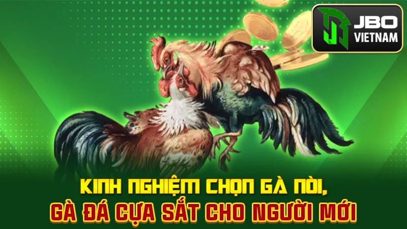 Kinh nghiệm chọn gà nòi, gà đá cựa sắt cho người mới
