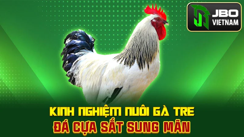 Kinh nghiệm nuôi gà tre đá cựa sắt sung mãn