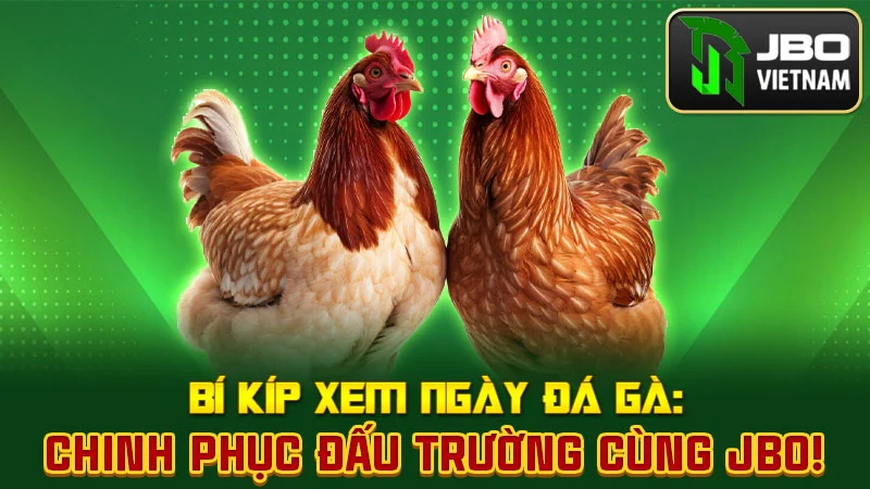 Bí Kíp Xem Ngày Đá Gà: Chinh Phục Đấu Trường Cùng JBO!