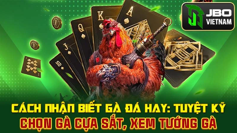 Cách Nhận Biết Gà Đá Hay: Tuyệt Kỹ Chọn Gà Cựa Sắt, Xem Tướng Gà
