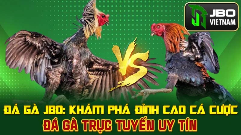 Đá Gà JBO: Khám Phá Đỉnh Cao Cá Cược Đá Gà Trực Tuyến Uy Tín