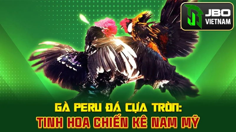 Gà Peru Đá Cựa Tròn: Tinh Hoa Chiến Kê Nam Mỹ
