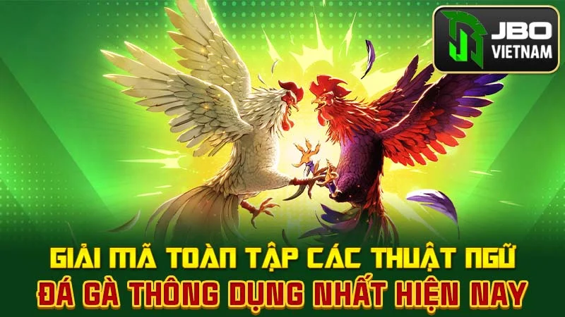 Giải Mã Toàn Tập Các Thuật Ngữ Đá Gà Thông Dụng Nhất Hiện Nay