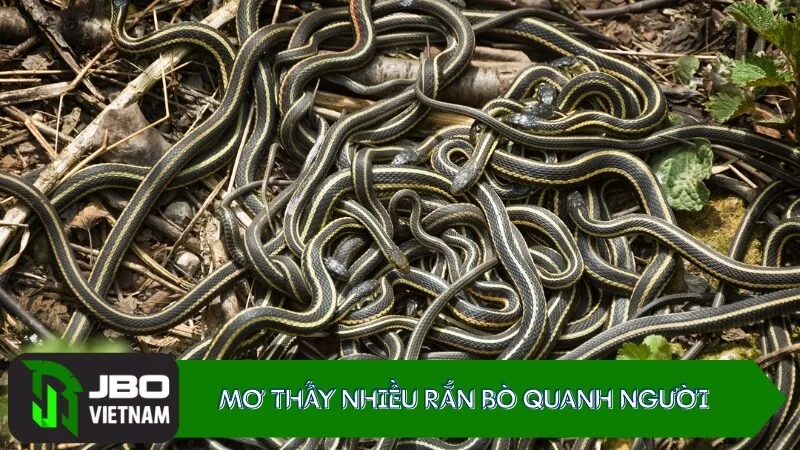 Mo-thay-nhieu-ran Mơ thấy nhiều rắn