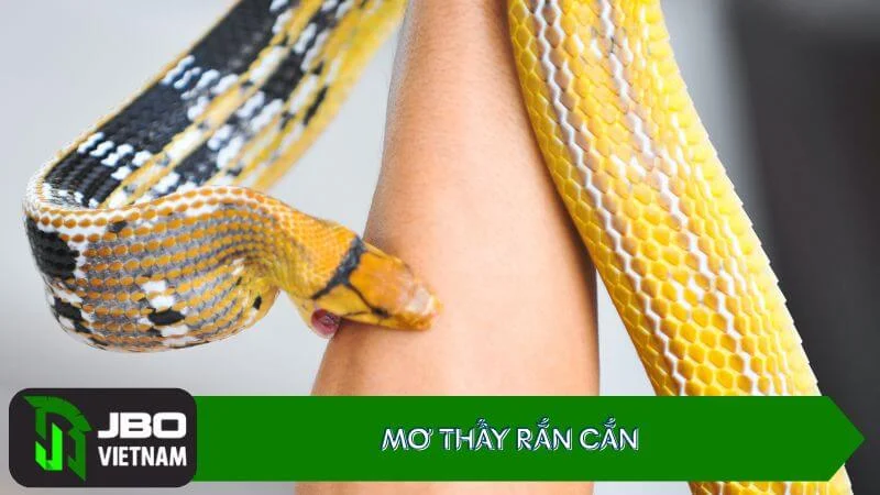 Mo-thay-ran-can Mơ thấy rắn cắn đánh con gì